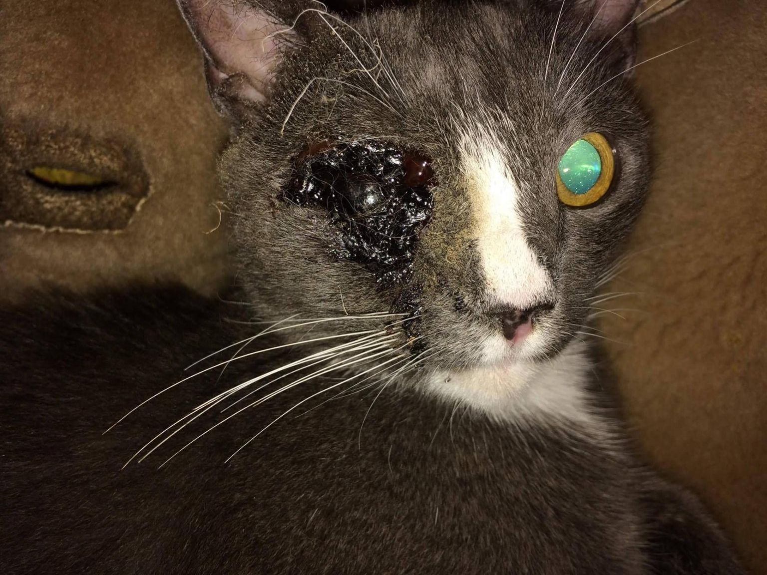 Kass Liisu oli jalutuskäigu ajal ühest silmast ilma jäänud. Tõenäoliselt on teda kuuma esemega põletatud, kuid päris kindel ei saa olla, sest olukorda keegi pealt ei näinud. FOTO: erakogu