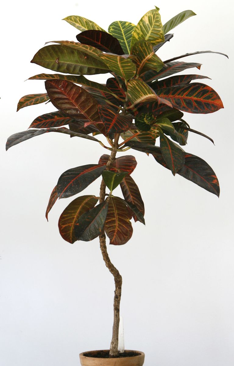Кротон или Кодиеум пестрый (Codiaeum variegatum).