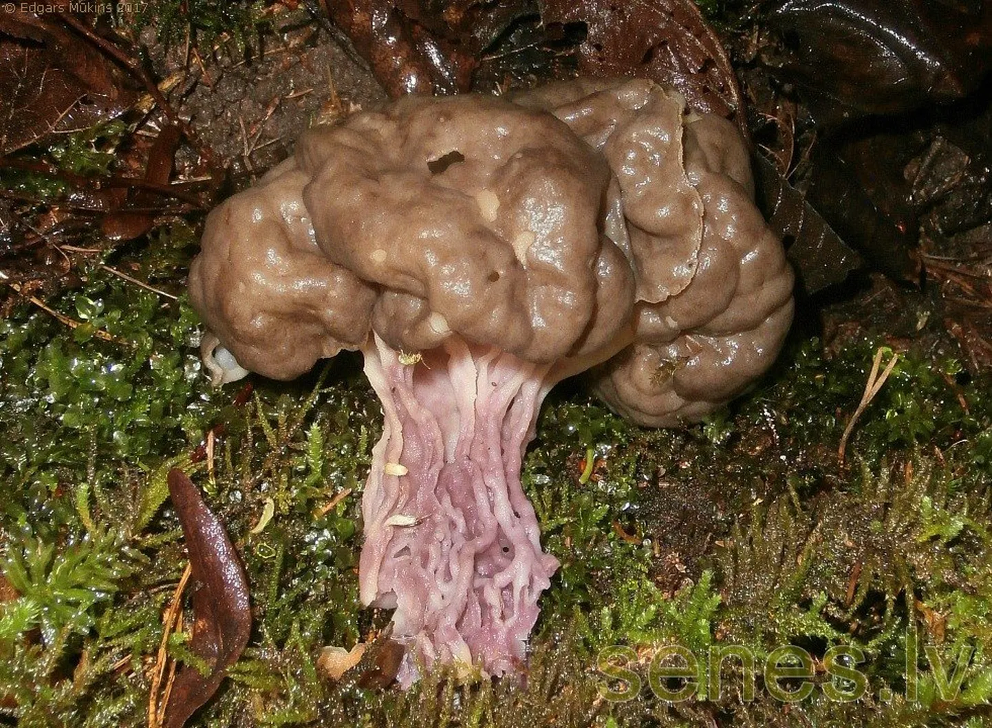 Raksta foto