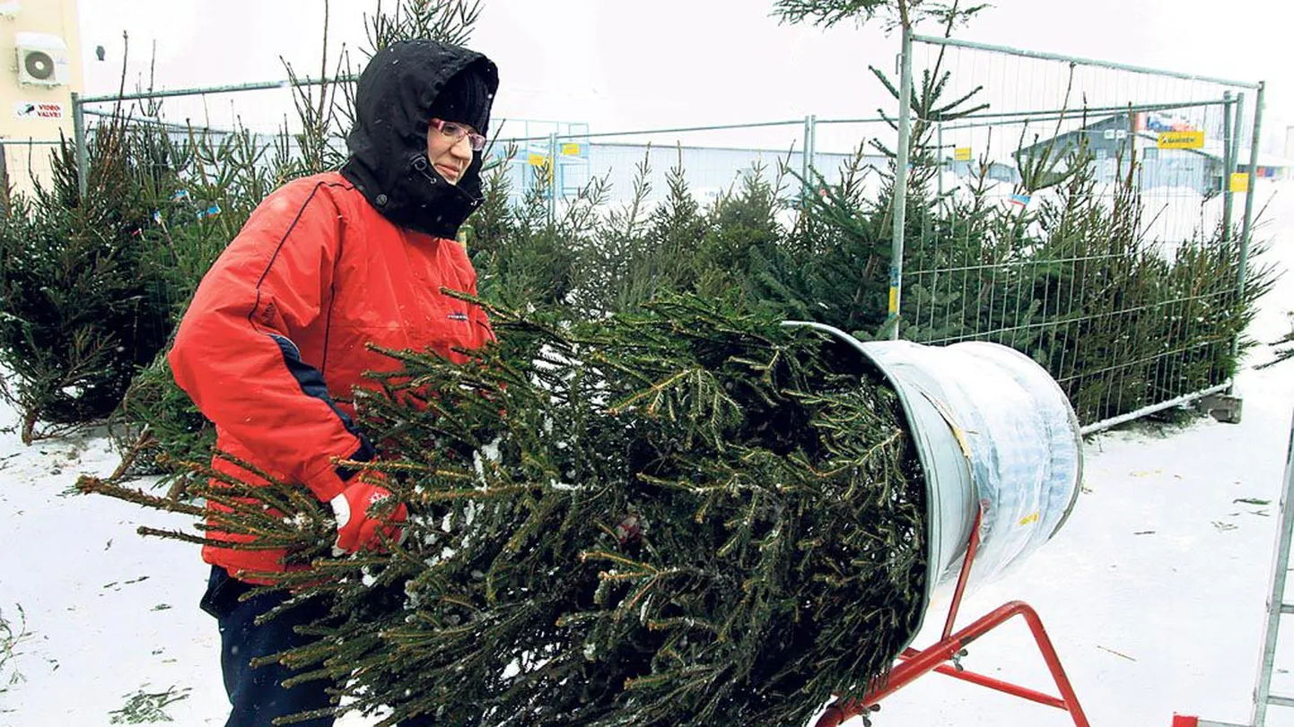 Härma kaubahoovi juures müüb jõulupuid tudenginoorik Kristi Herm ja pakib puukese võrkkotti, kui ostja soovib.