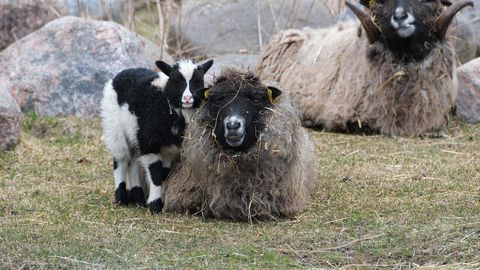 Kevad toob loodusesse muutused ja elu