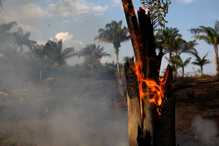 Tule poolt kahjustatud vihmamets Brasiilias Amazonase osariigis Irandubas