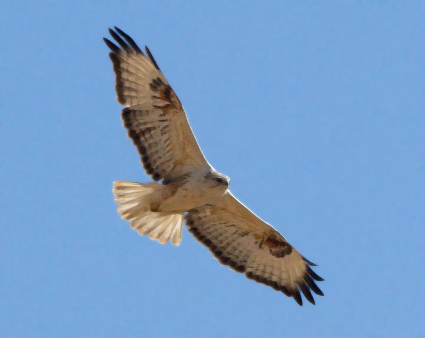 Buteo rufinus ehk stepiviu on Eestis haruldane küsimus.