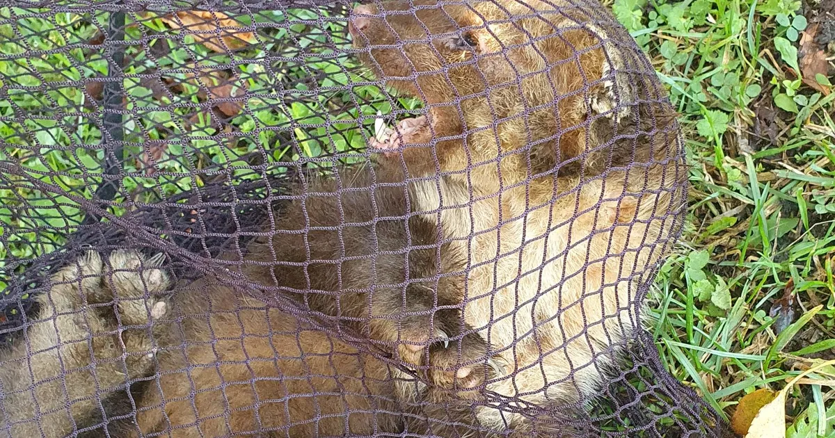 Nugis sattus väljapääsmatusse olukorda