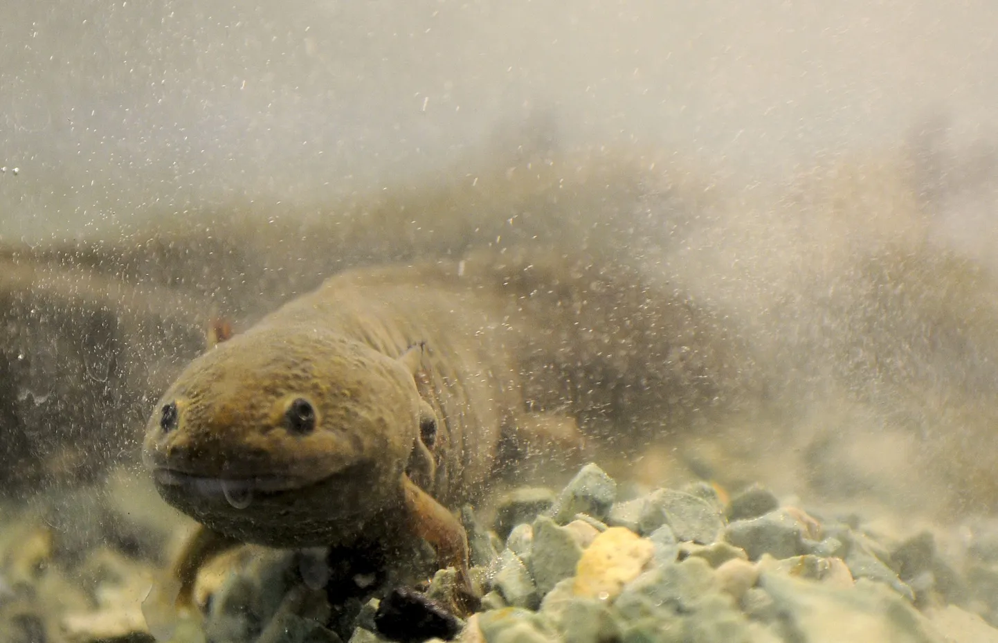Salamander akvaariumis.