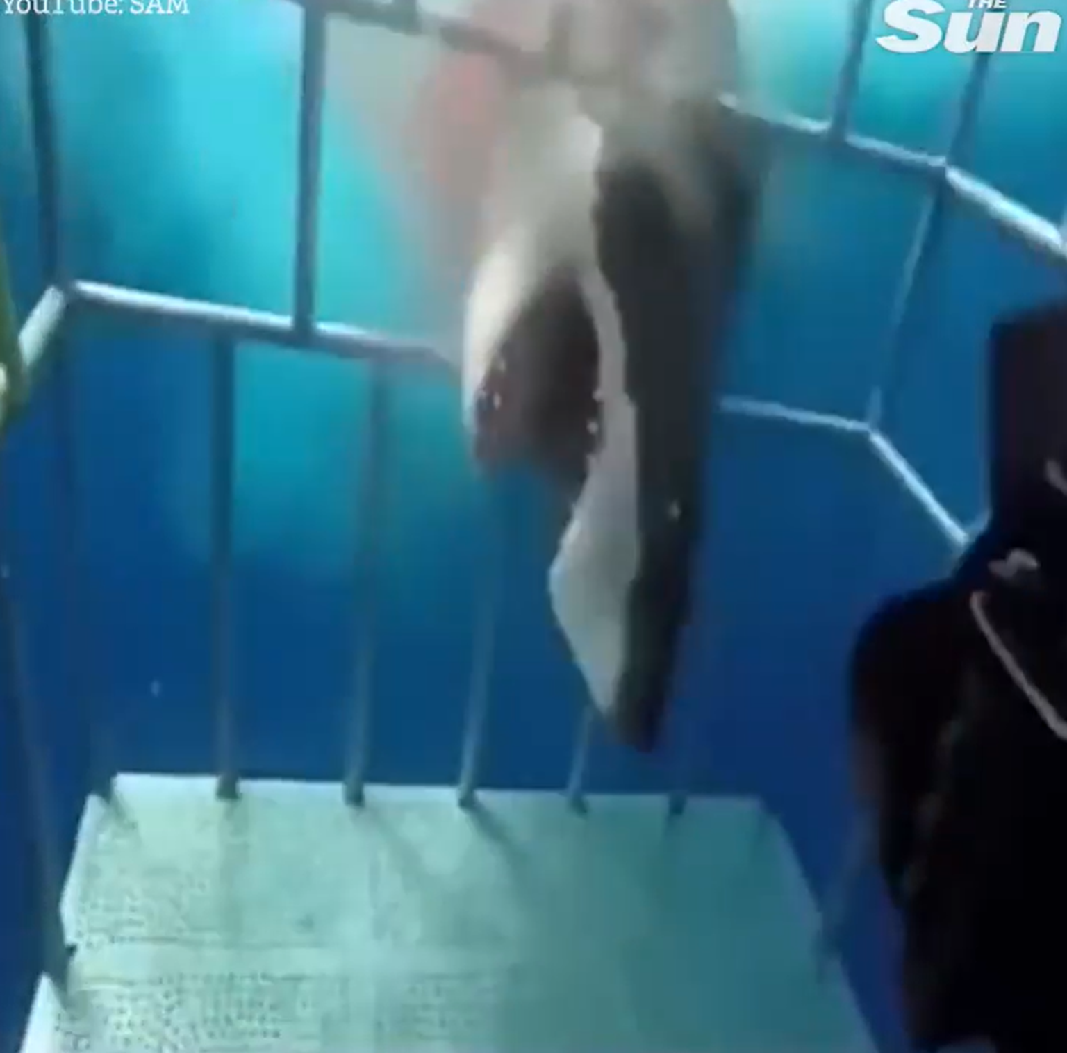 Hai üritab siseneda sukeldumispuuri.