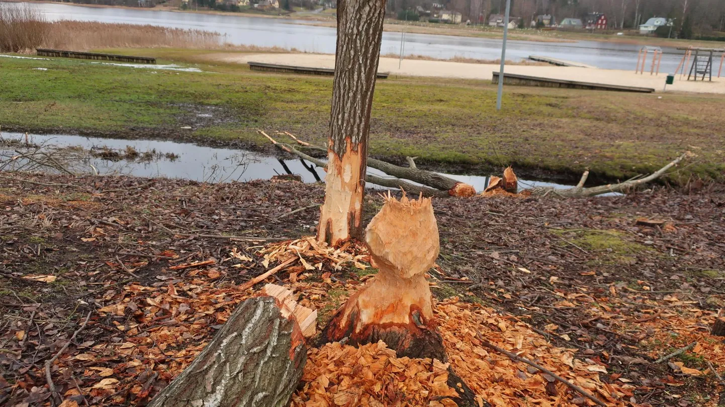 Endale toidupoolist varumas käivad koprad ujumiskoha vahetus naabruses. Foto on tehtud tänavu veebruaris.