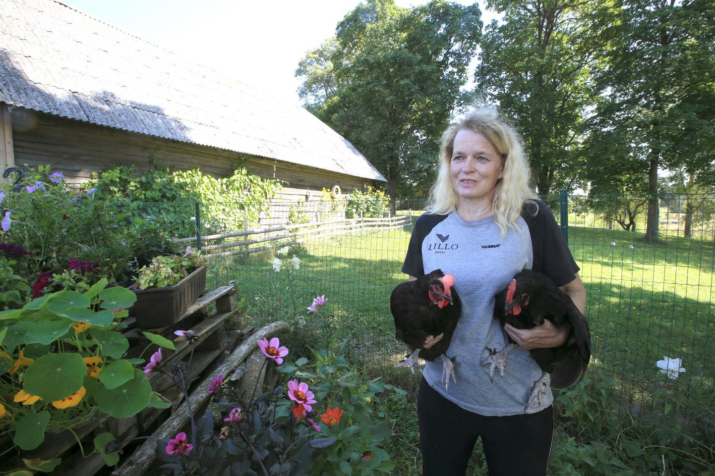 Otepää lähistel poetati mullu sügisel Kuuri talu aeda kanad ja kukk. Kolm kana õnnestus talu perenaisel Katrin Krindalil päästa. Linnud elavad tänini talus.