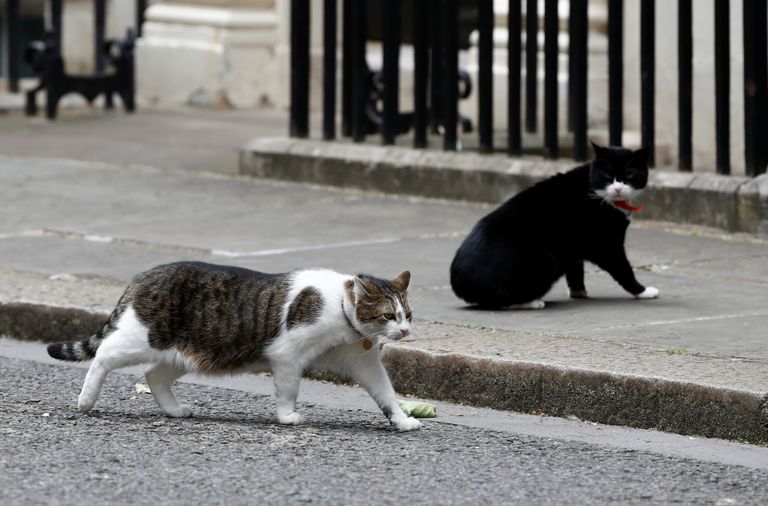 Larry ja Palmerston Suurbritannia peaministri residentsi ees