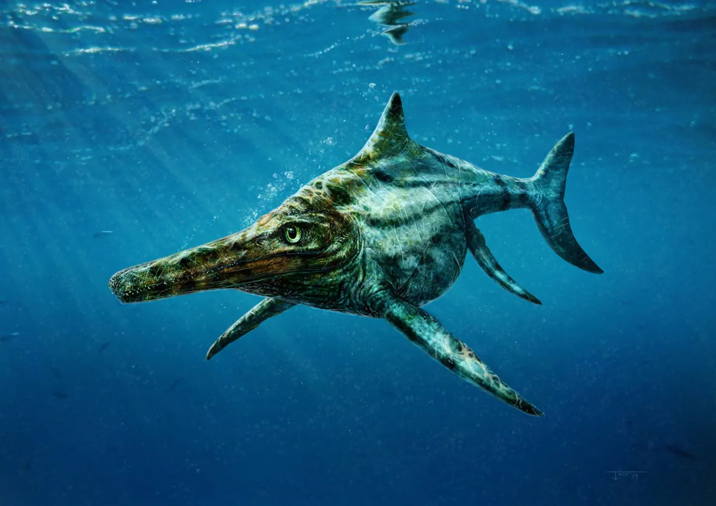 Dearcmhara shawcrossi