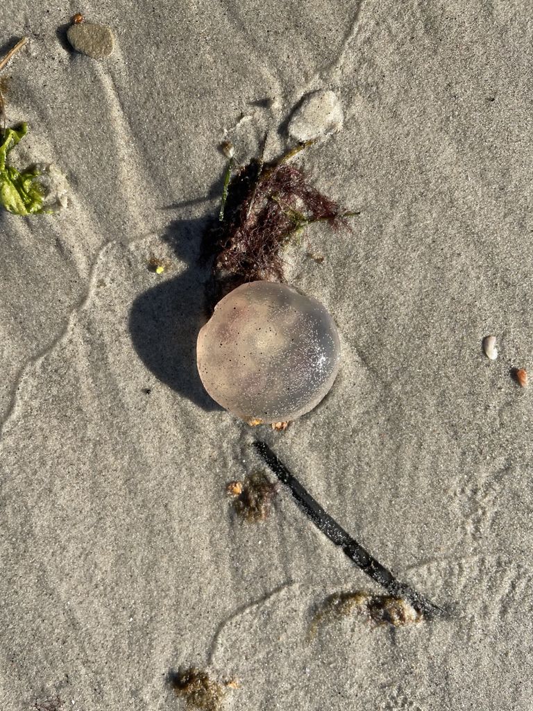 Ушастая медуза.
