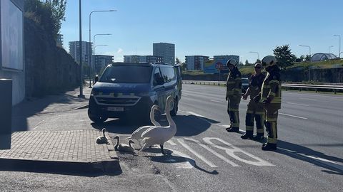 FOTO ⟩ Keset Laagna teed jalutanud luigepere sattus ohtu: appi tõttasid päästjad ja politsei
