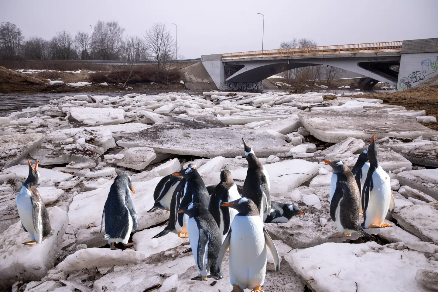 Пингвины обосновались около моста Люкати в Таллинне.