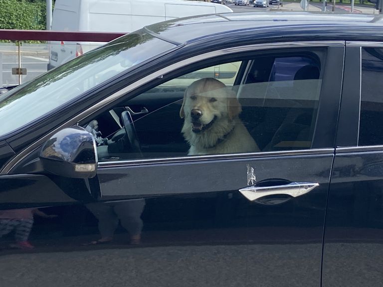 Собака-водитель