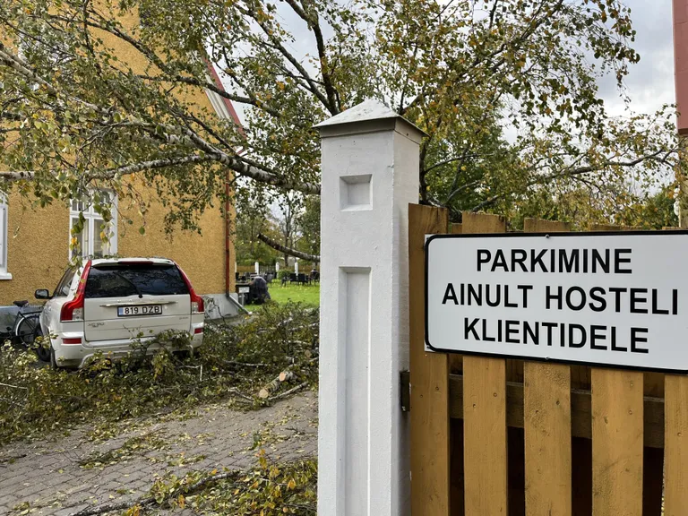 Puu kukkus autole peale.