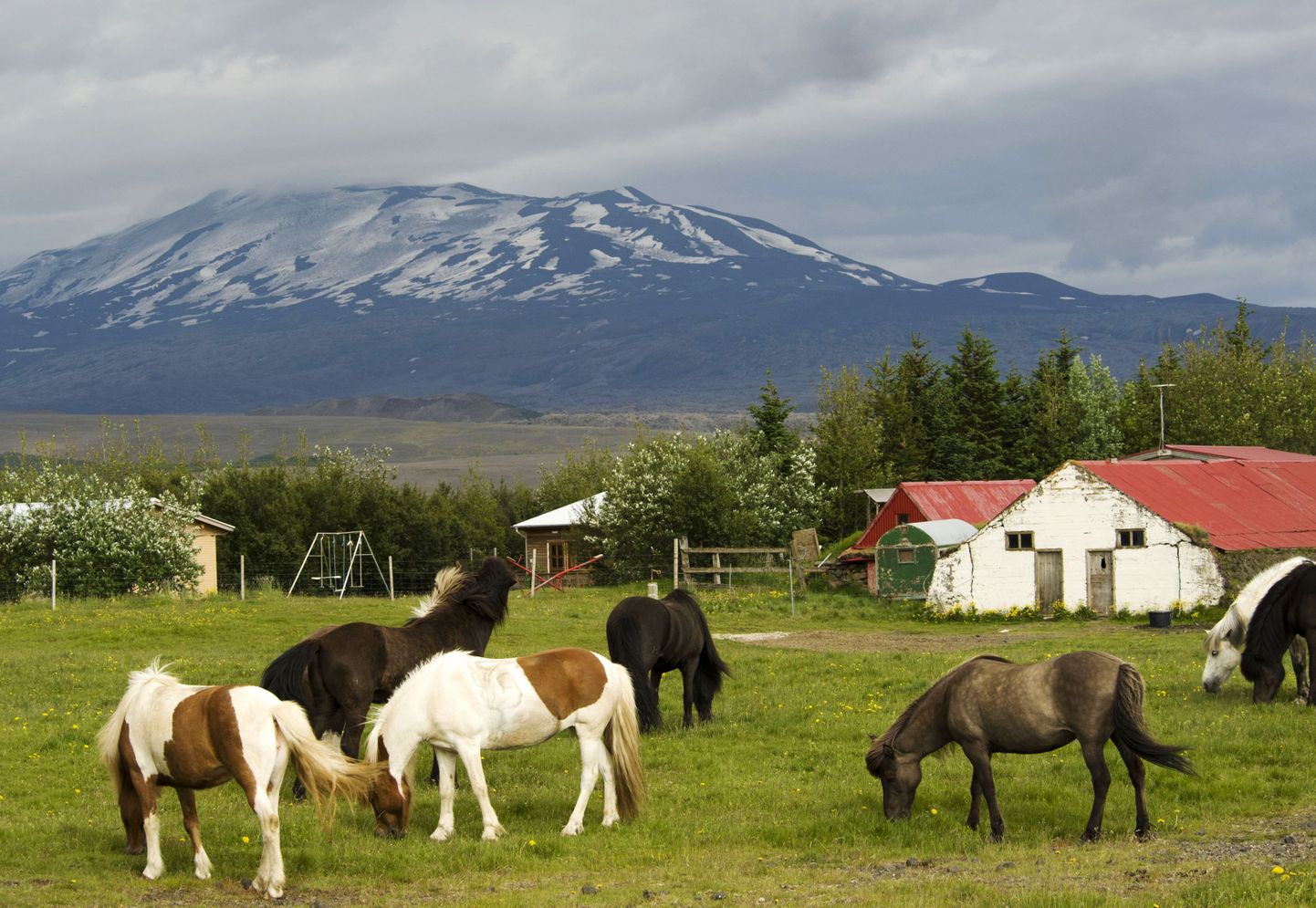Islandi maastik taustal paistva Hekla vulkaaniga.