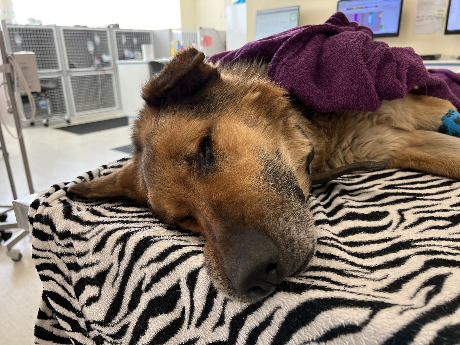 Päästetud koer viidi kliinikusse, kus võeti vastu eutaneerimise otsus.