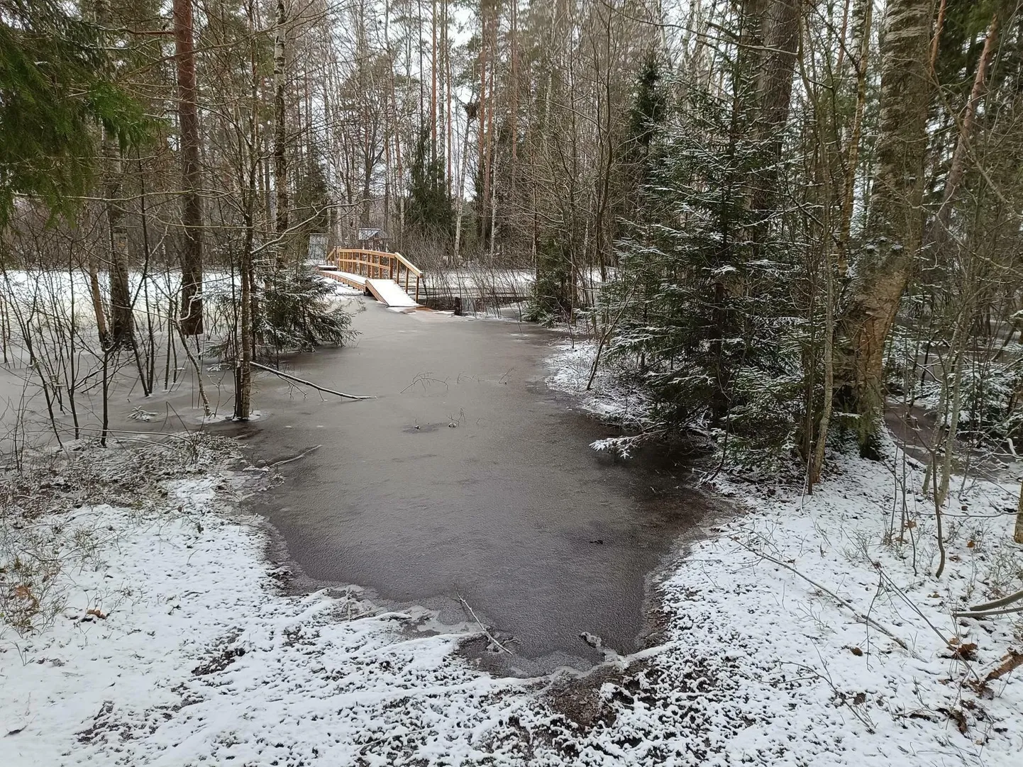 Nädalavahetusel oli Tammeluha matkaraja alguspunkt vee all. Pelgalt kummikutest pontoonidel ulpiva osani jõudmiseks ei piisanud. Esmaspäevaks oli sealsele lombile tekkinud õhuke jääkirme.