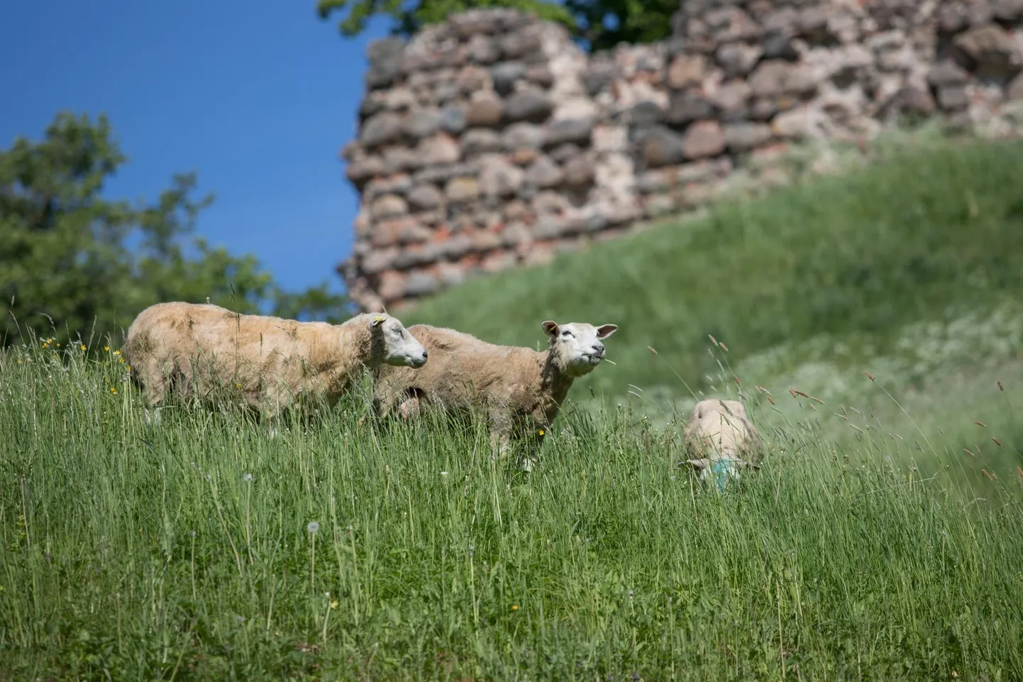 Lambad on Viljandi lossimägedes elanud kolmel suvel.