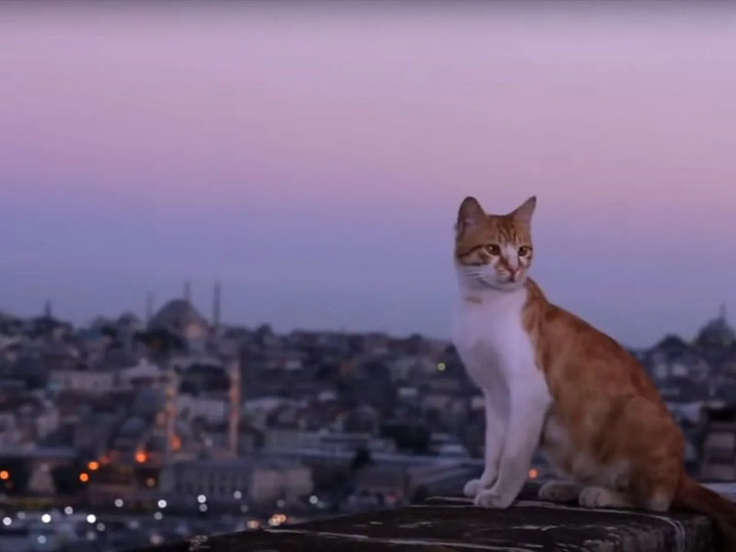 «Kedi» pakub lummavaid linnavaateid ja vahvaid seiku kasside ellu.