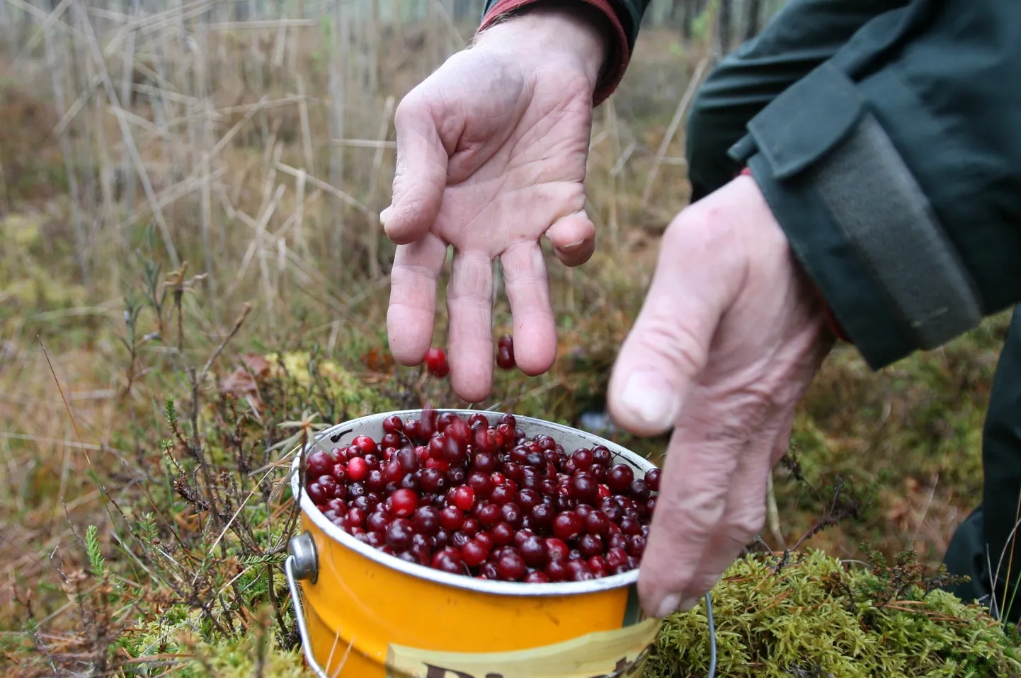 Jõhvikad ootavad noppijaid.