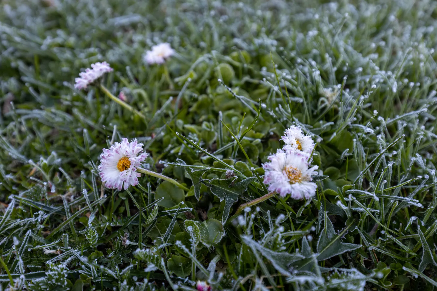 Öine õhutemperatuur jahtub mai alguses selgineva taeva all kolme külmakraadini.