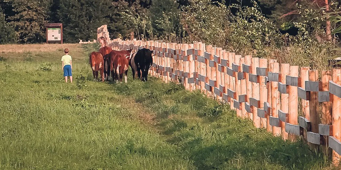 Mägiveised Pärnu rannaniidul on seekord aedikust välja pääsenud.
