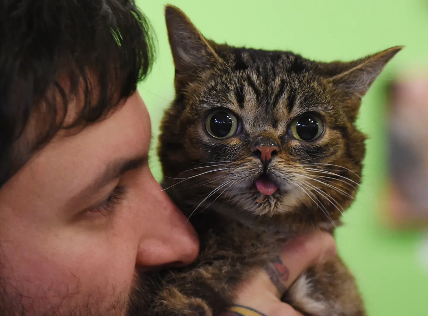 Lil Bub peremees Mike Bridavsky süles