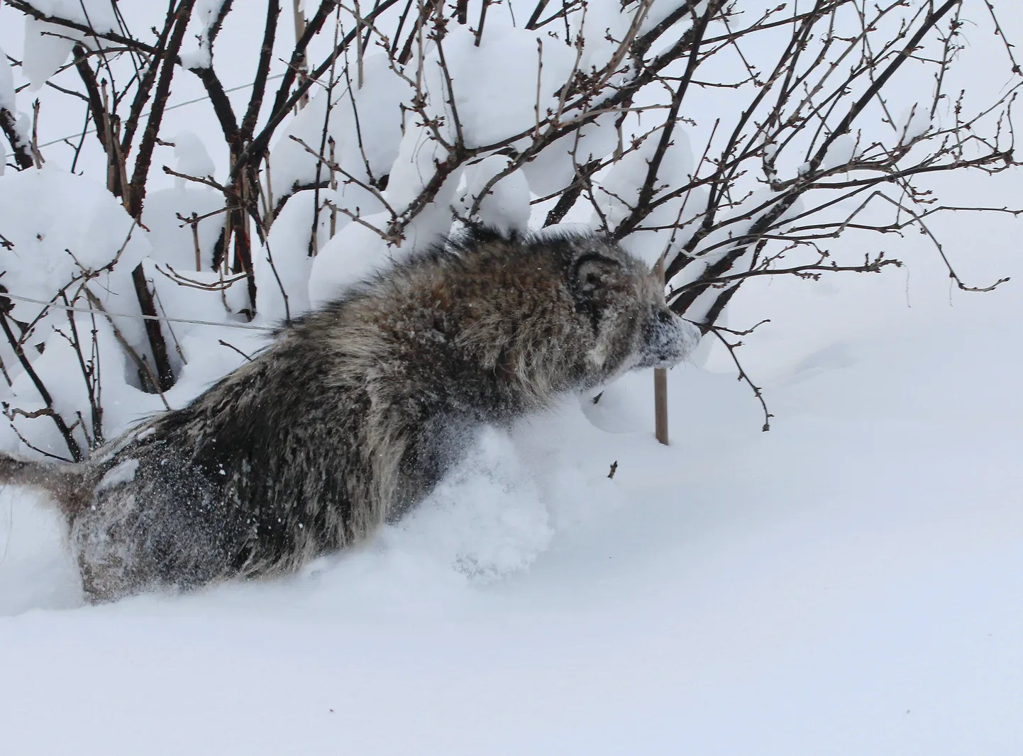 Kährikuid võib leida ka linnaruumist.