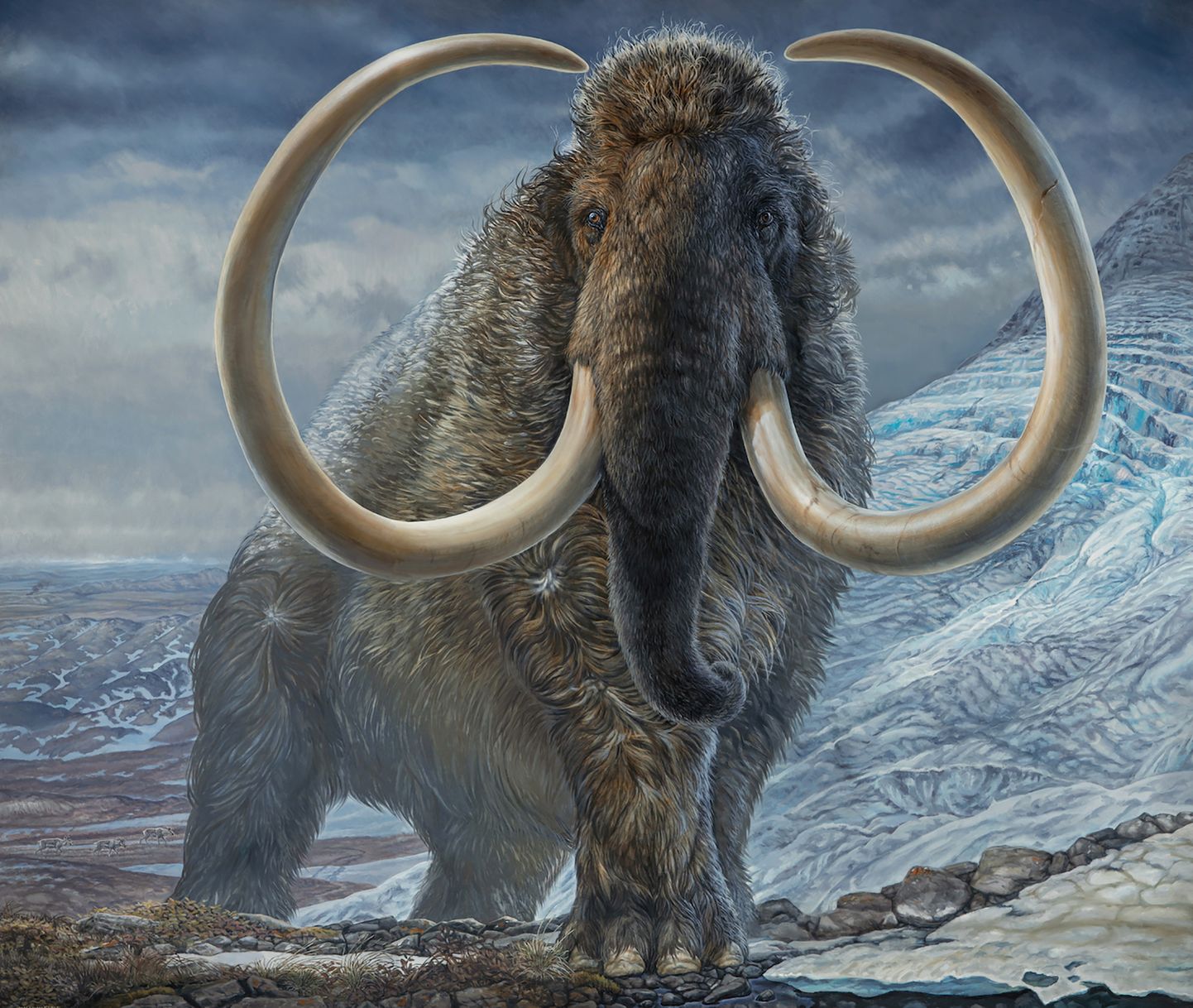 USA Alaska muuseumi paleokunstniku James Havensi joonistus täiskasvanud isasest mammutist