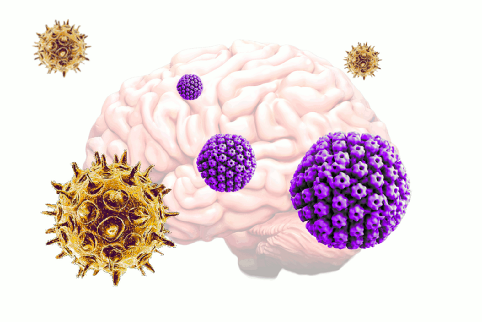 Tuulerõugeid ja vöötohatist põhjustav Herpesvaricellae-zoster viirus (VZV) võib aktiveerida tavalist herpest ehk ohatist põhjustava herpes simplexi (HSV) viiruse ning käivitada nii ka Alzheimeri tõve tekke.