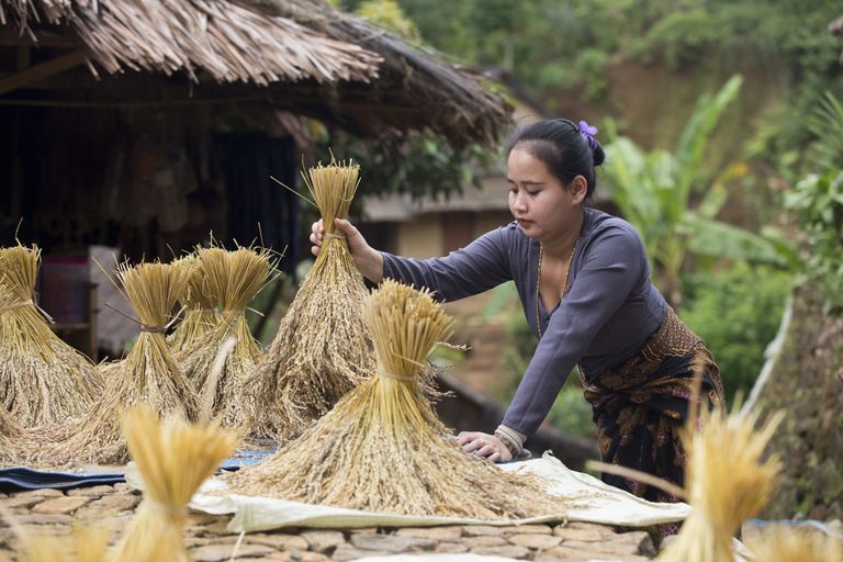 Baduid kasvatavad peamiselt riisi ja puuvilju, aga ka kohvi ja tubakat.