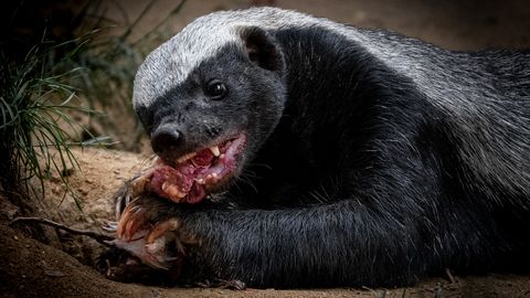 Anekdoot: aidake, mul on majas skunk!