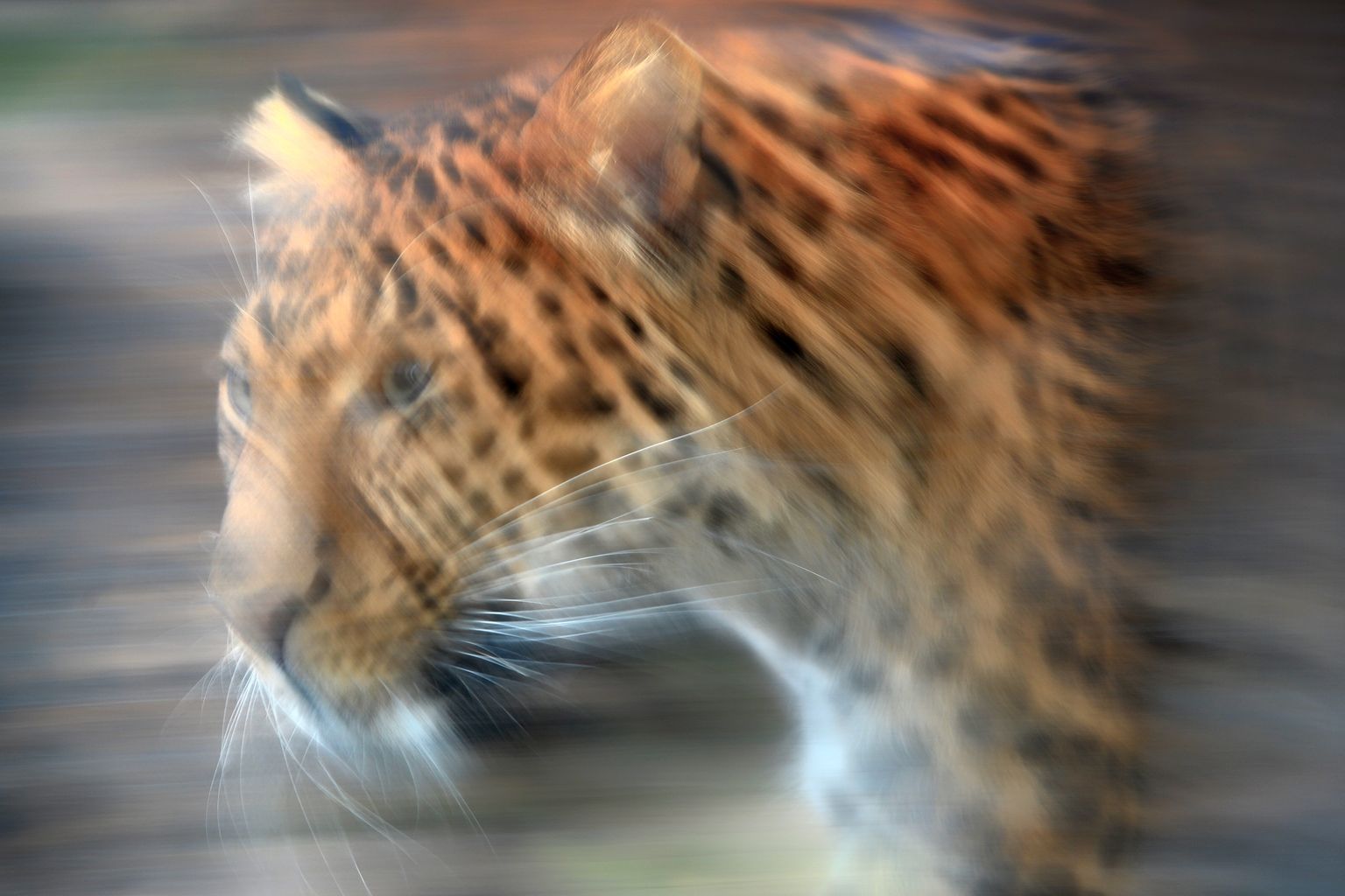 Леопард в чешском зоопарке.