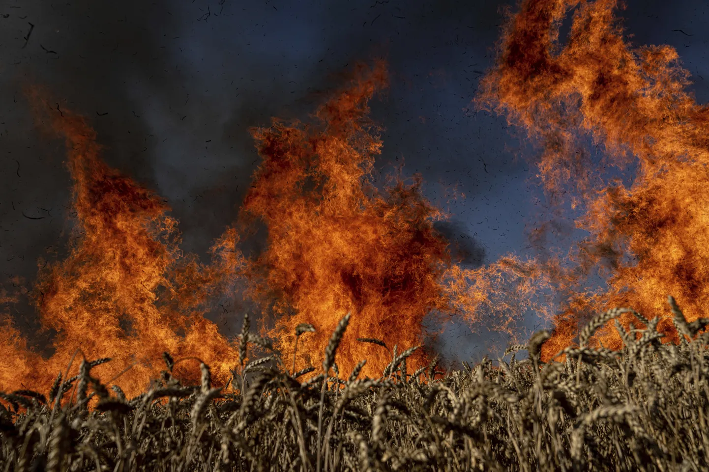 Põlev nisupõld Ukrainas 29. juulil.
