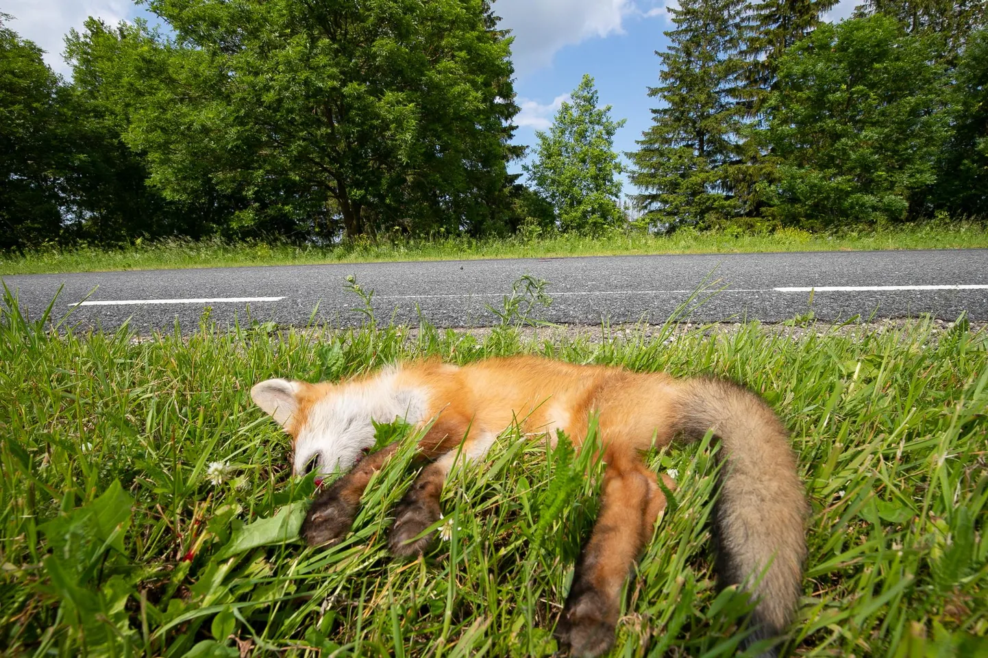 Suvekuudel kasvab liikluses hukkunud metsloomade arv.