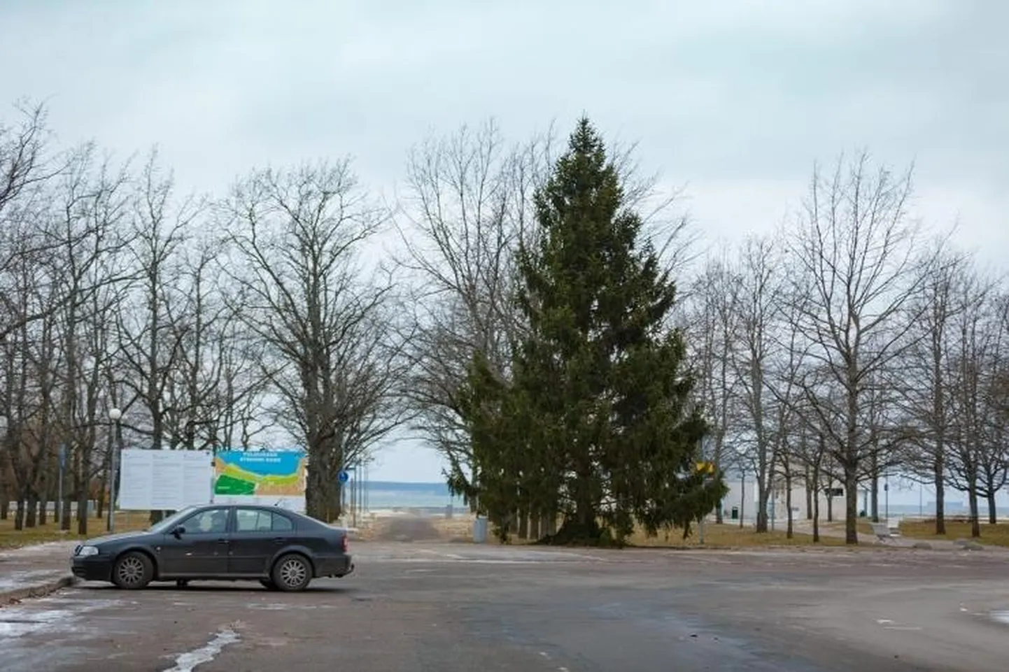Põhja-Tallinna jõulukuusk on pärit Rakke vallast.