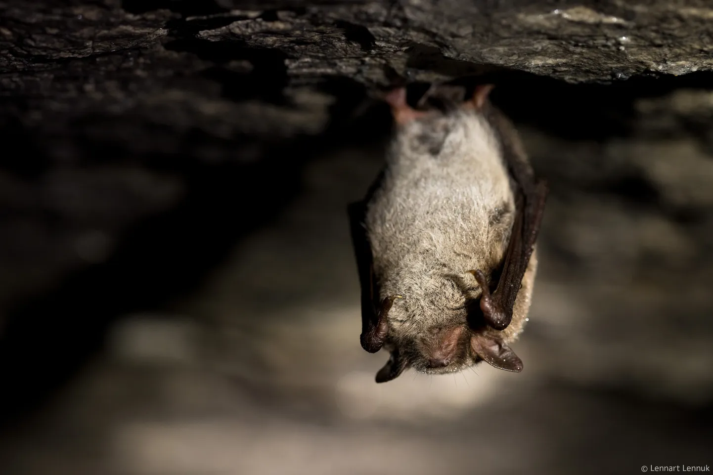 Veelendlane Myotis daubentonii talvitumas Laagri Läänekäigus.