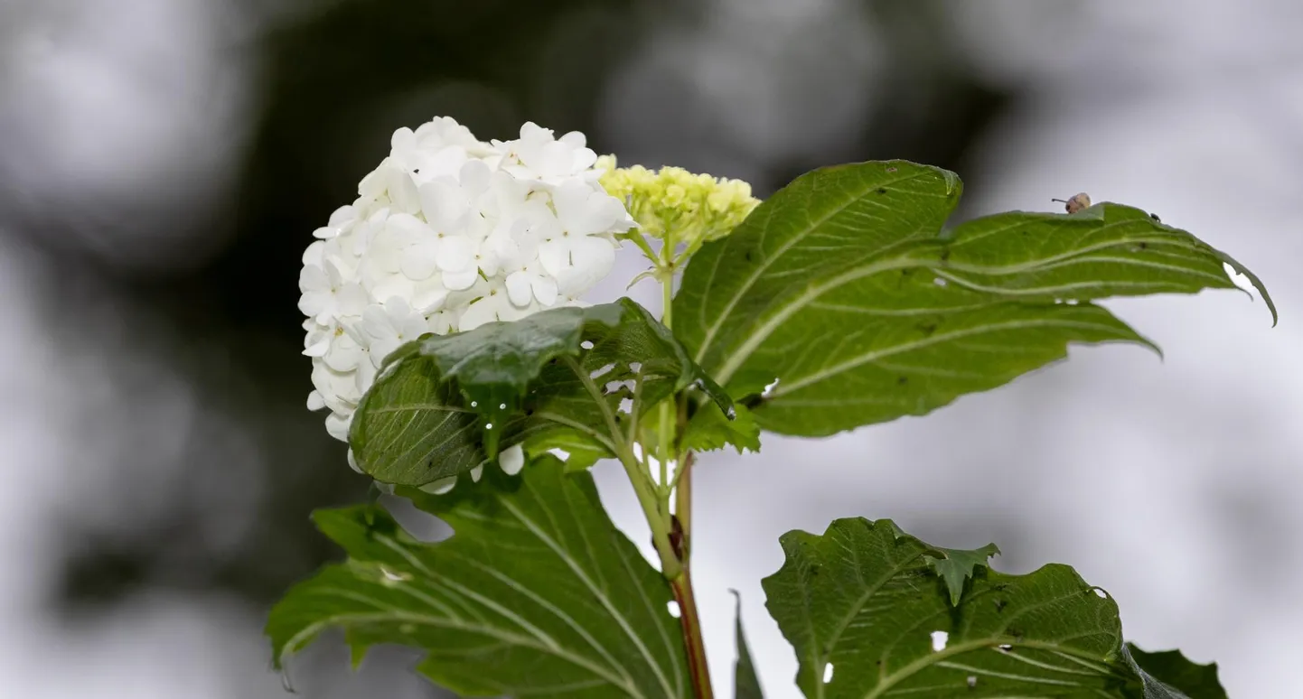 Lumepall on selle ilupõõsa tuntud rahvapärane nimetus, teaduskeeles on see harilik lodjapuu (ld k Viburnum opulus) “Roseum”.