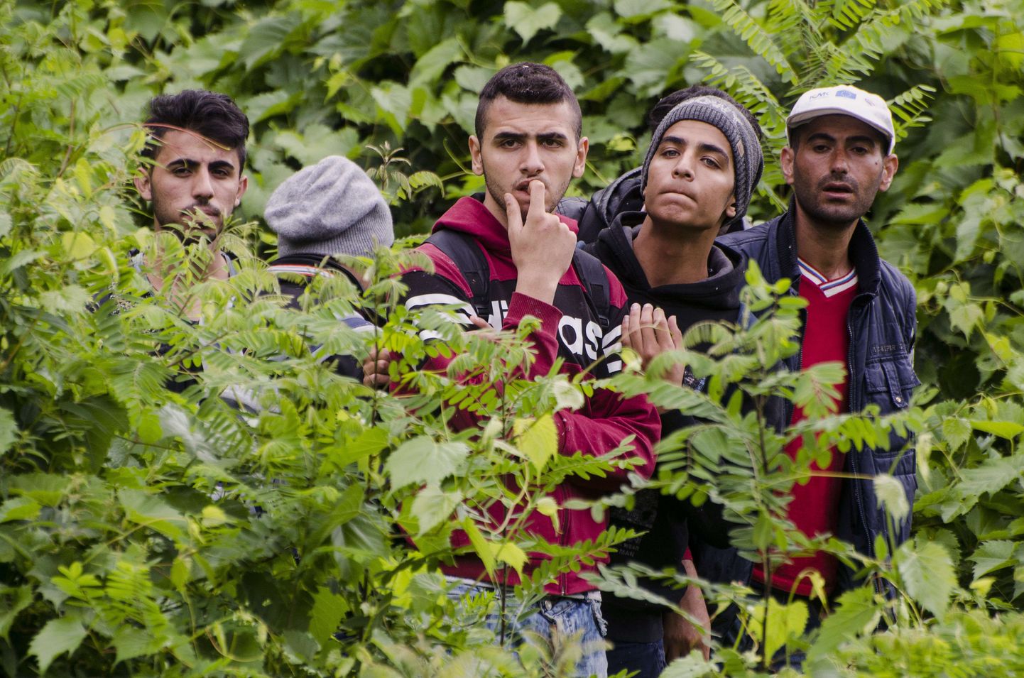 Illegaalsed piiriületajad Ungari-Serbia piiri läheduses