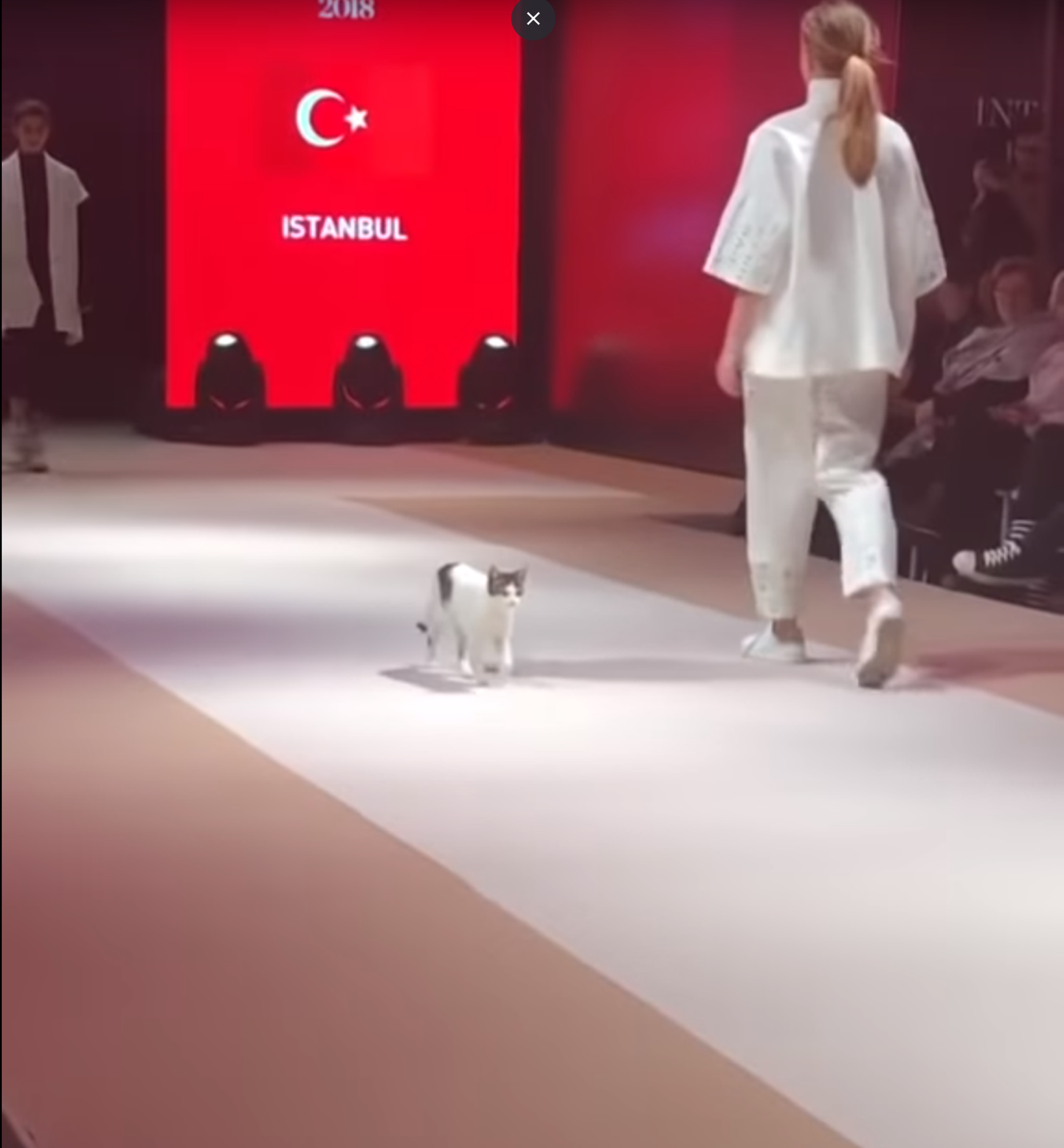 Ulakas kass varastas Istanbuli moehsowl kogu tähelepanu.