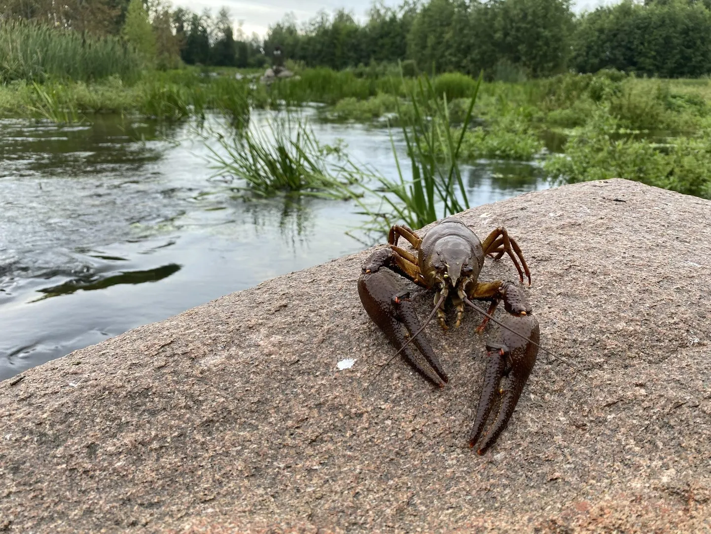 Seirepüügil õnnestus tabada suur isane jõevähk.