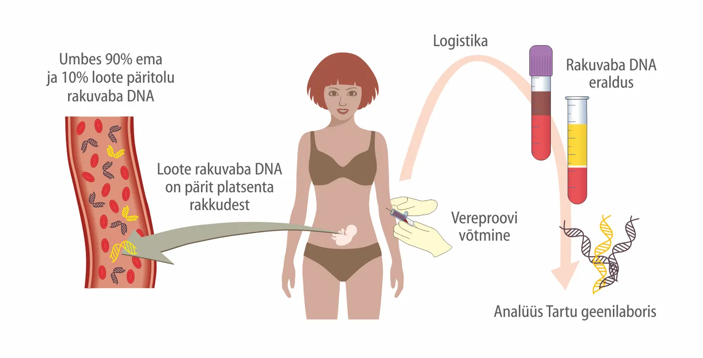 NIPTIFY analüüs põhineb raseda vereproovil ja selles leiduval rakuvaba DNA analüüsil.
