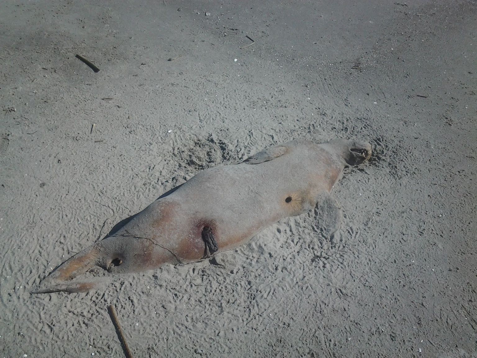 Surnud hüljes Pärnu muulide juures rannas.