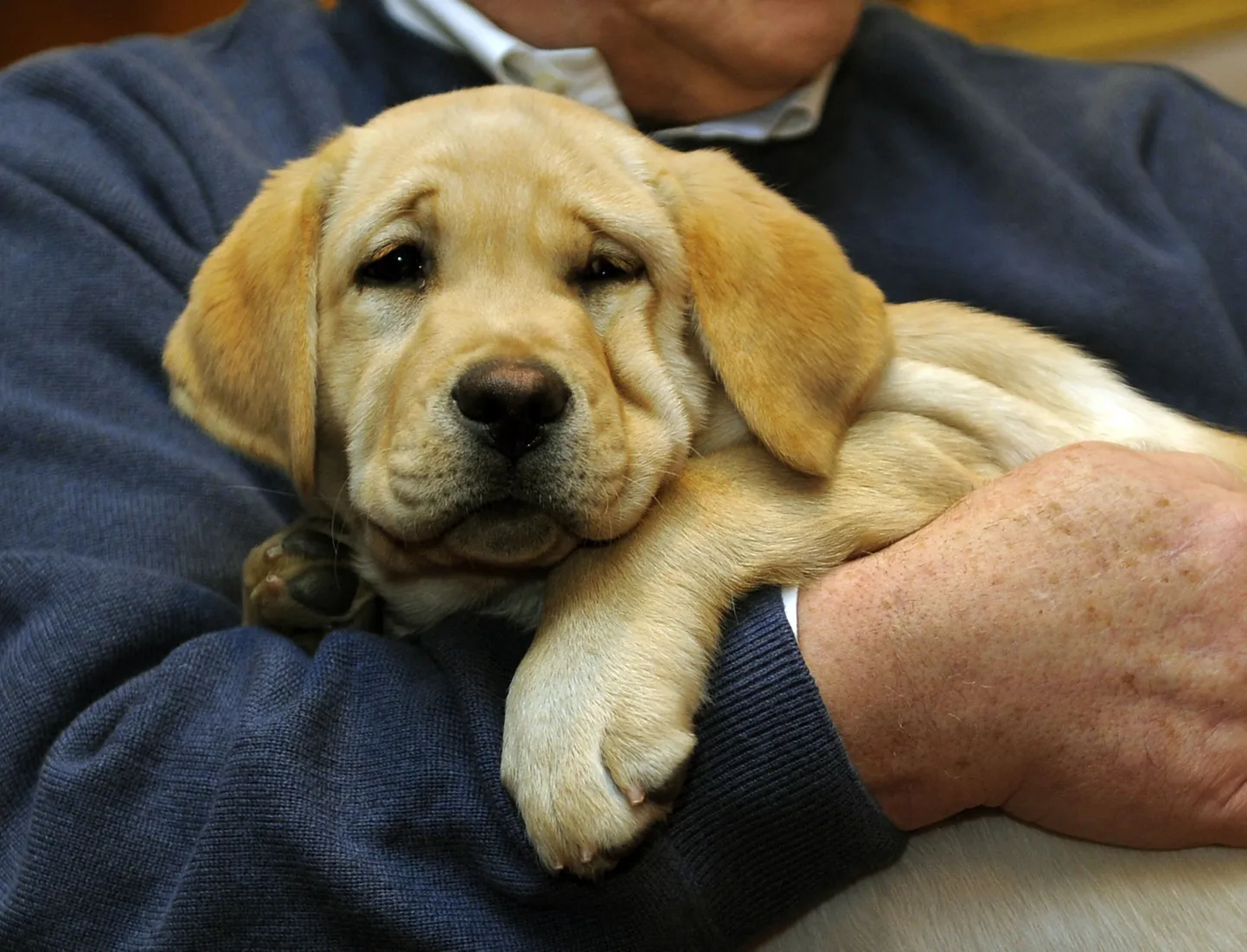Labradori kutsikas.
