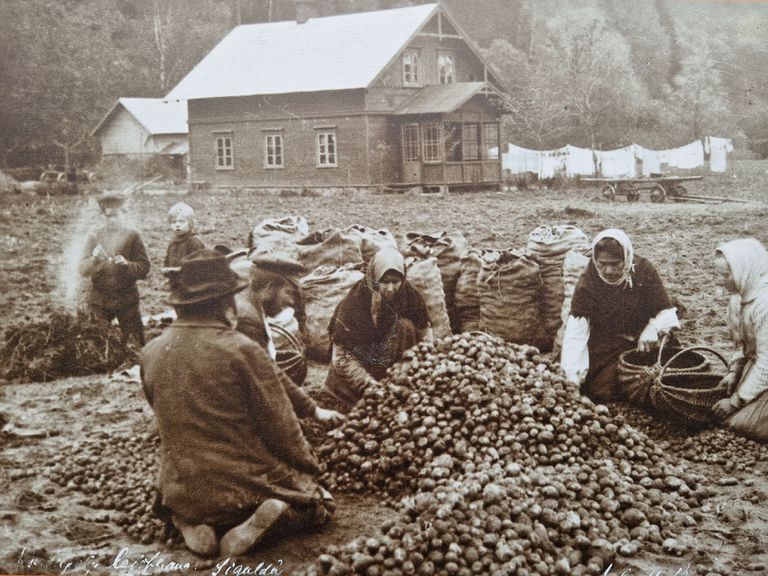 Kartupeļu lasīšana Siguldā. 20.gs. sākums, fotogrāfs Mārtiņš Buclers.