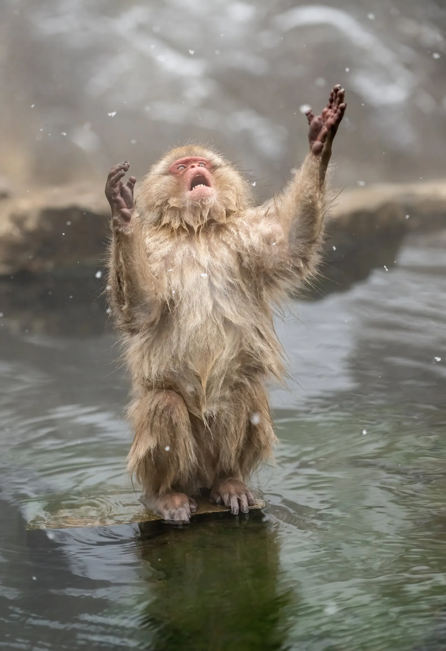 Jaapanis Hokkaido lähedal elavad ahvid, kes naudivad kuumaveeallikaid. Tore, kui nad Kyoto lepingu järel saavad jätkuvalt nautida lumesadu.