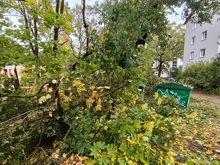 Tartu kesklinna lähedal Tiigi tänaval murdus tugeva tuulega vaher.