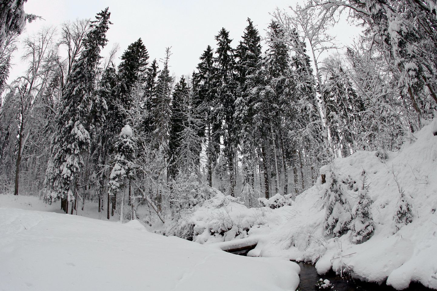 Зимний лес. Фото иллюстративное
