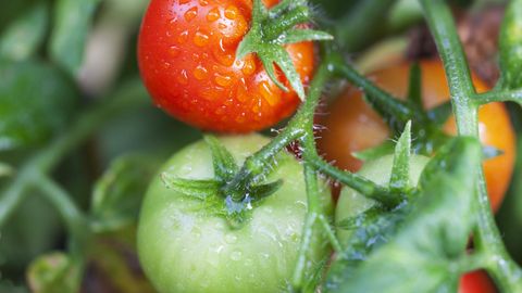 На двух томатных фермах Эстонии обнаружен опасный вирус